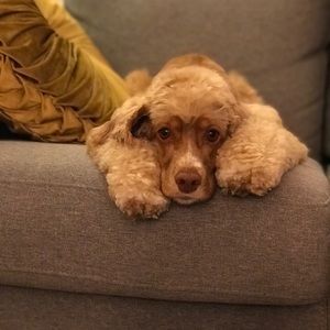 Meet your Posher, Lina